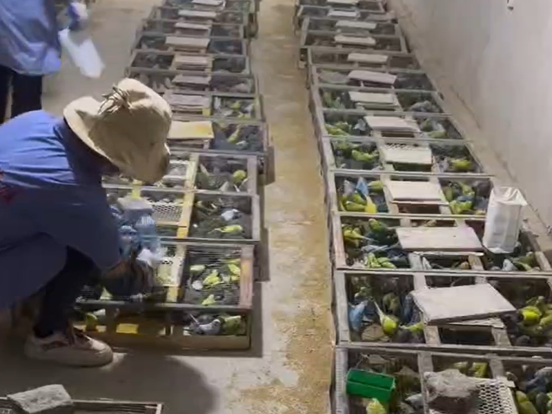 视频展示