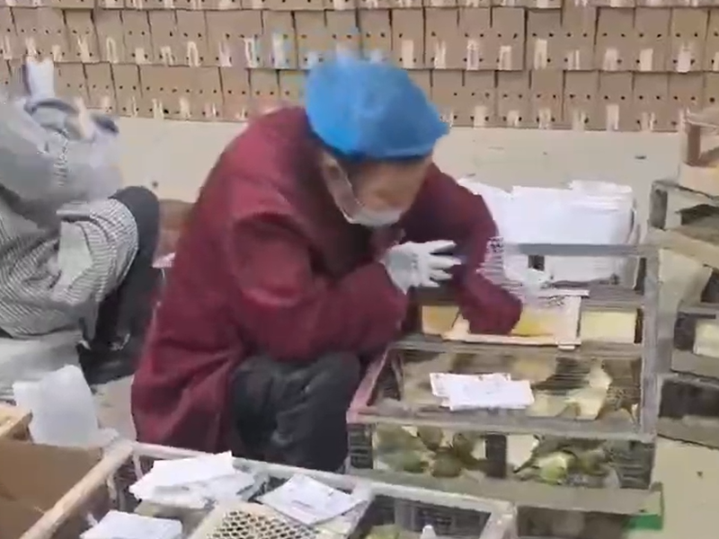 视频展示
