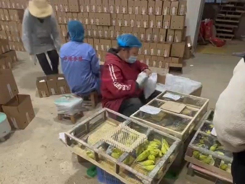 视频展示