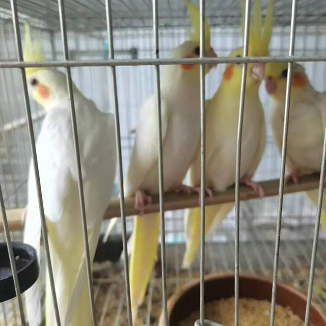 鹦鹉养殖展示