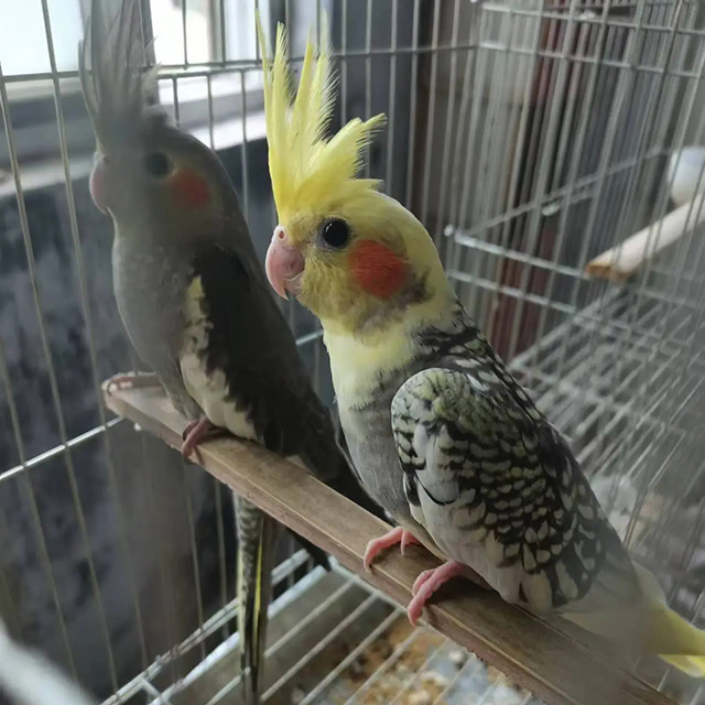 鹦鹉养殖展示