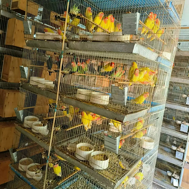 鹦鹉养殖展示